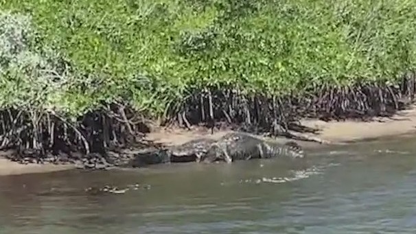 2 massive gators caught fighting in Everglades